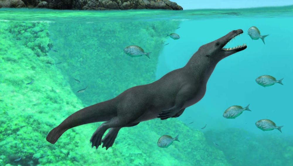 Hallan el esqueleto de una ballena de cuatro patas
