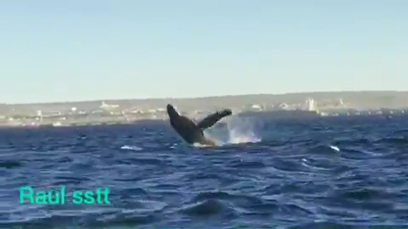 ¡Apareció una ballena jorobada frente a Madryn!