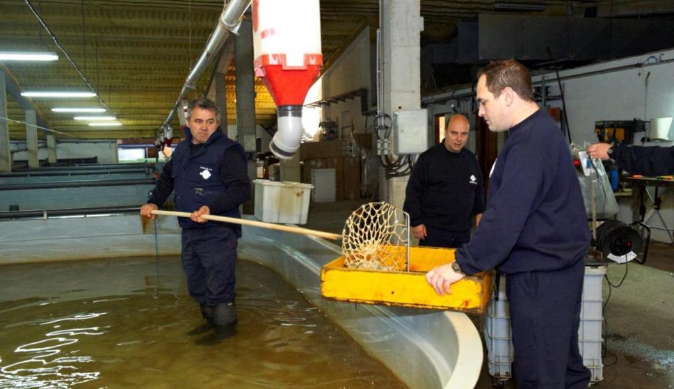 ARBACIO: La planta de cultivo de erizo de mar con base tecnológica en Madryn