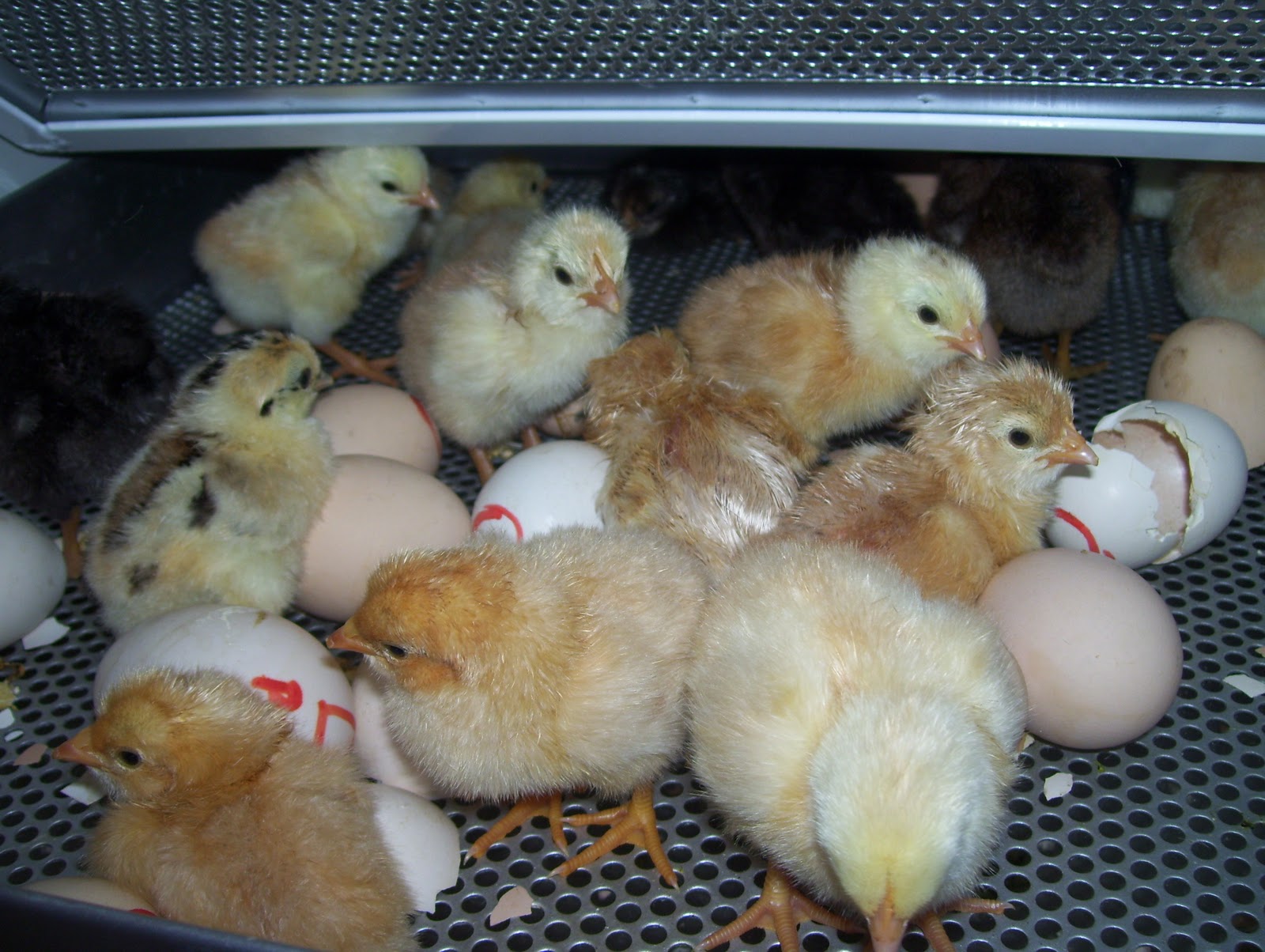 PRODUCTORES AVÍCOLAS SE CAPACITARON EN NUTRICIÓN ANIMAL