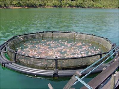 ARTIFISHAL SE ESTRENARÁ EN PUERTO MADRYN PARA SEGUIR ALERTANDO SOBRE LOS RIESGOS DE LA SALMONICULTURA