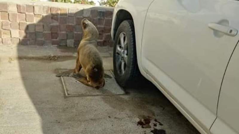 UN LOBO POR LAS CALLES