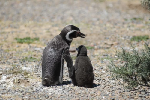 Madryn celebra el Día del Pingüino con una jornada interactiva en el monumento