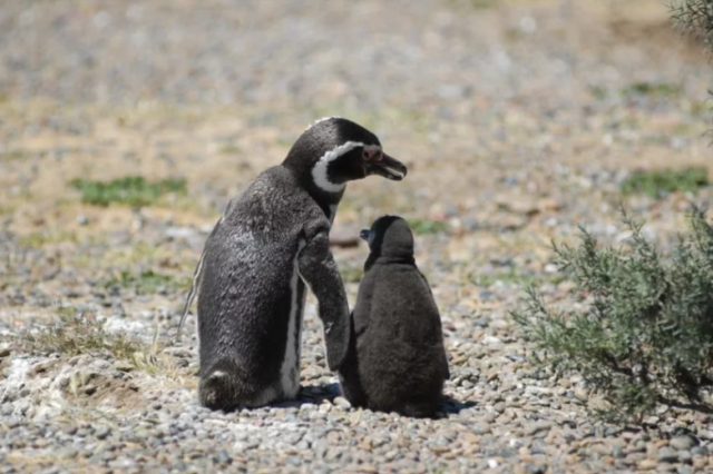 Madryn celebra el Día del Pingüino con una jornada interactiva en el monumento