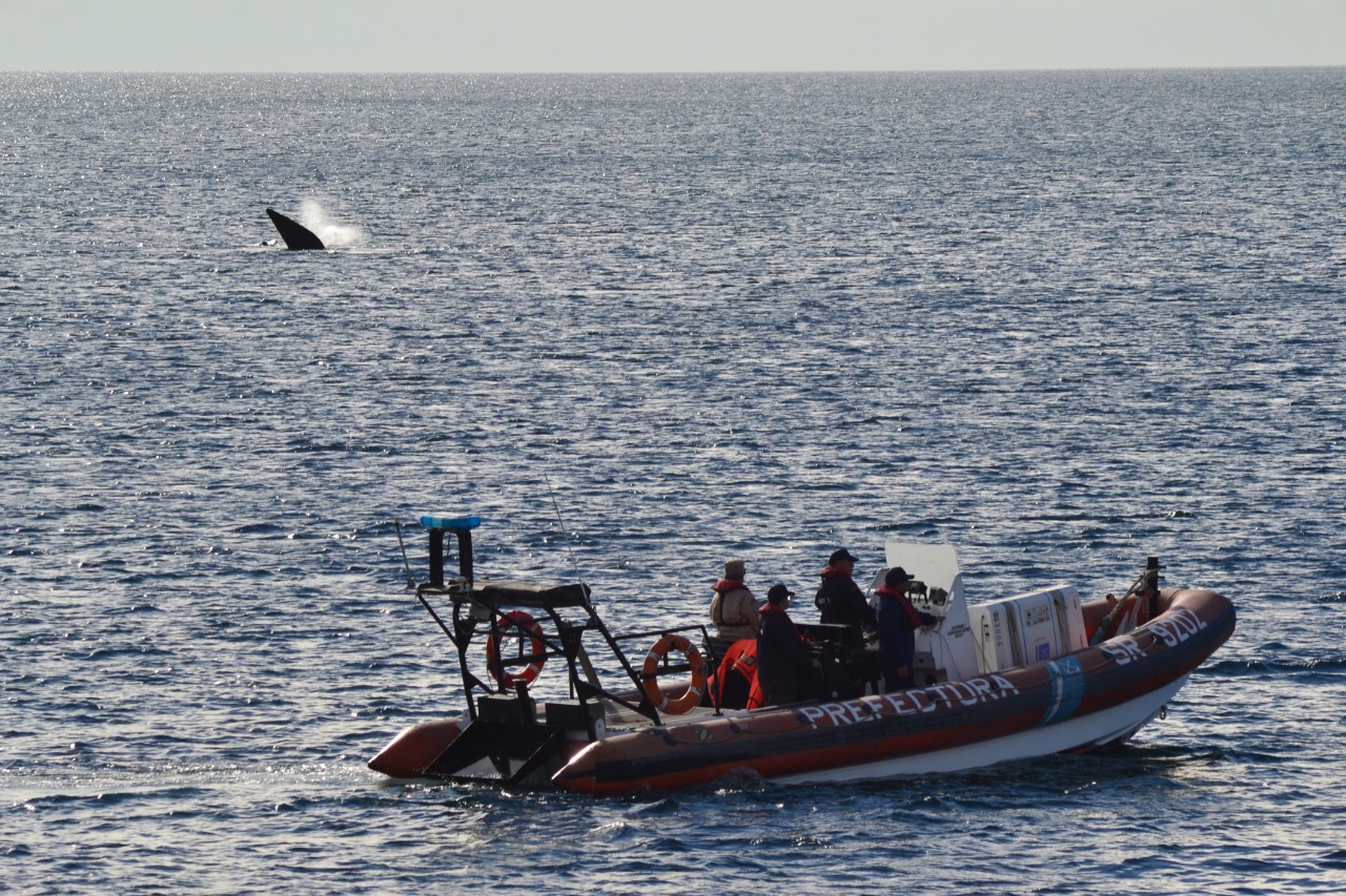 TEMPORADA DE BALLENAS: RECAUDOS A LA HORA DE NAVEGAR