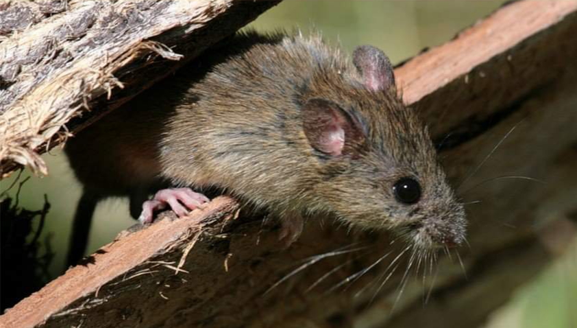 CHARLA ABIERTA EN EL CENPAT SOBRE HANTAVIRUS