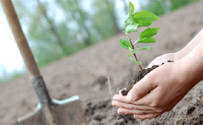 GRAN ACTIVIDAD DE FORESTACIÓN EN EL DÍA INTERNACIONAL DE LOS VOLUNTARIOS