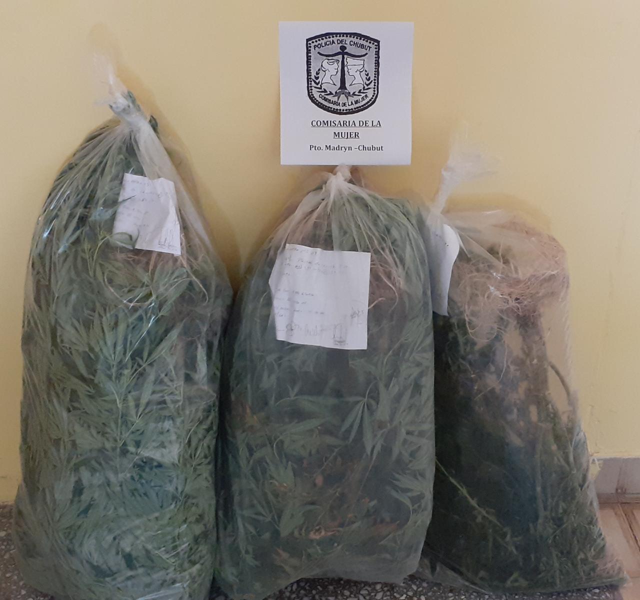 FUERON POR UNA DENUNCIA DE VIOLENCIA Y ENCONTRARON VARÍAS PLANTA DE MARIHUANA