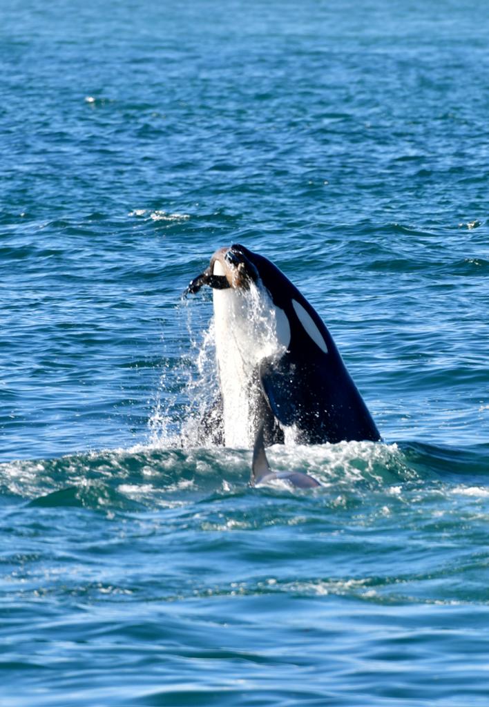 MADRYN TENDRÁ LANZAMIENTO DE TEMPORADA DE ORCAS