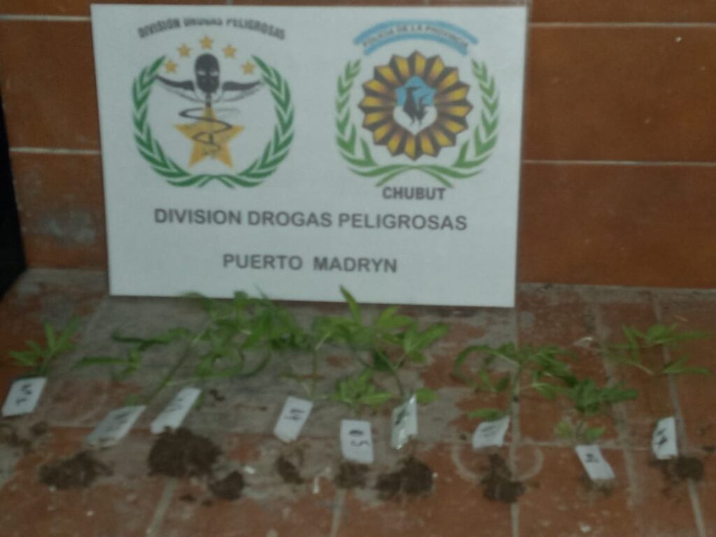 POLICÍA SECUESTRÓ PLANTINES Y CIGARRILLOS DE MARIHUANA