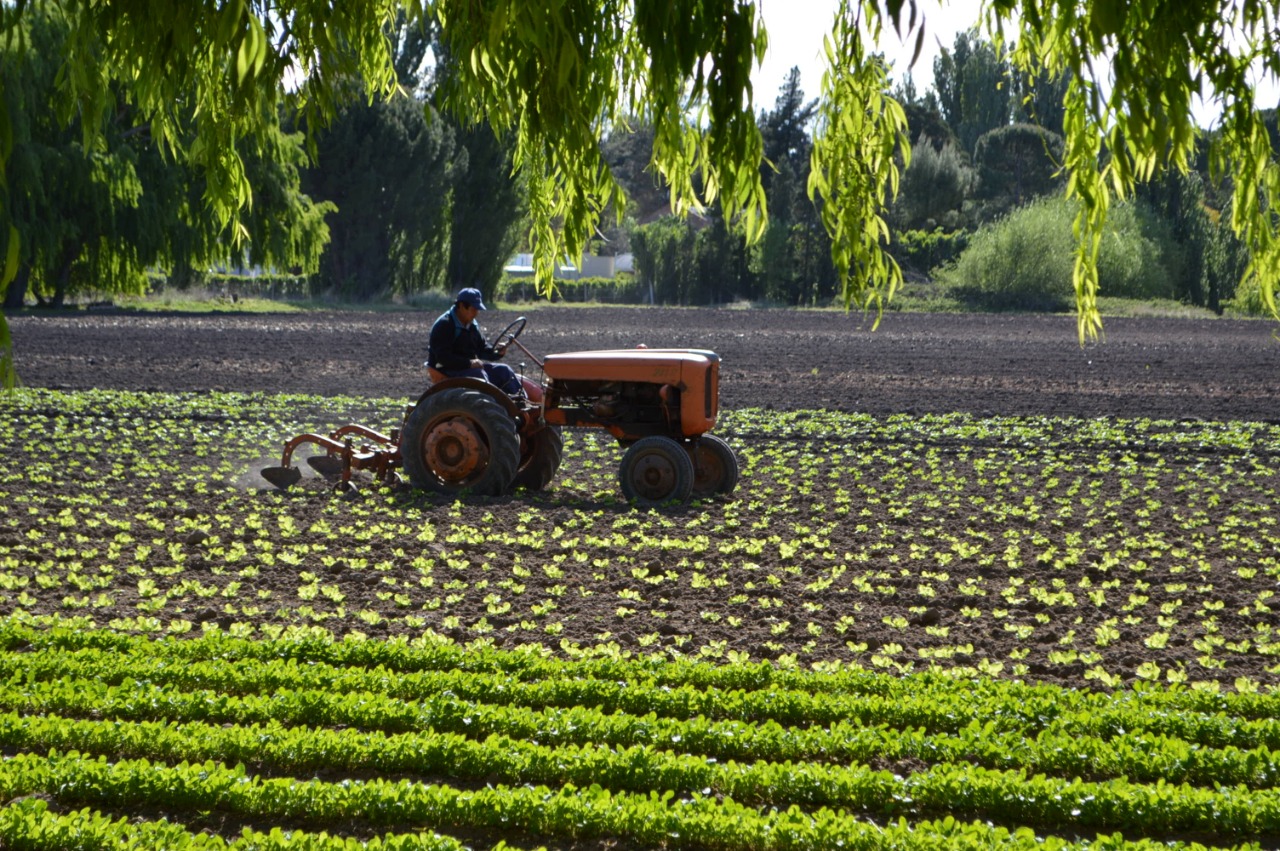 PRORROGAN EL COBRO DE CUOTAS DE CRÉDITOS PARA PRODUCTORES