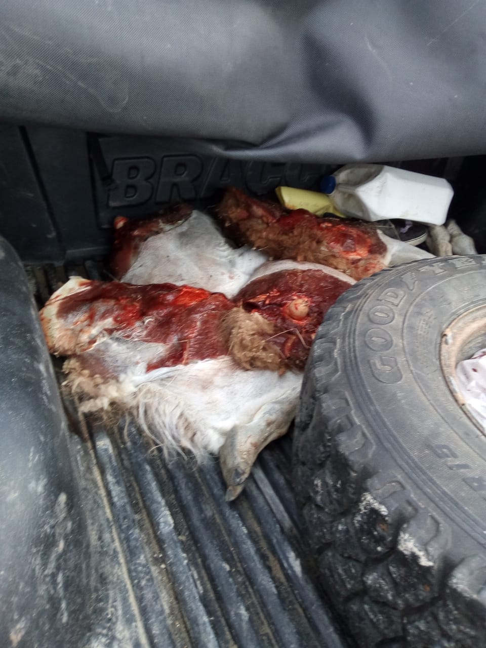 DETUVIERON A CAZADORES DE GUANACOS EN PENÍNSULA VALDÉS