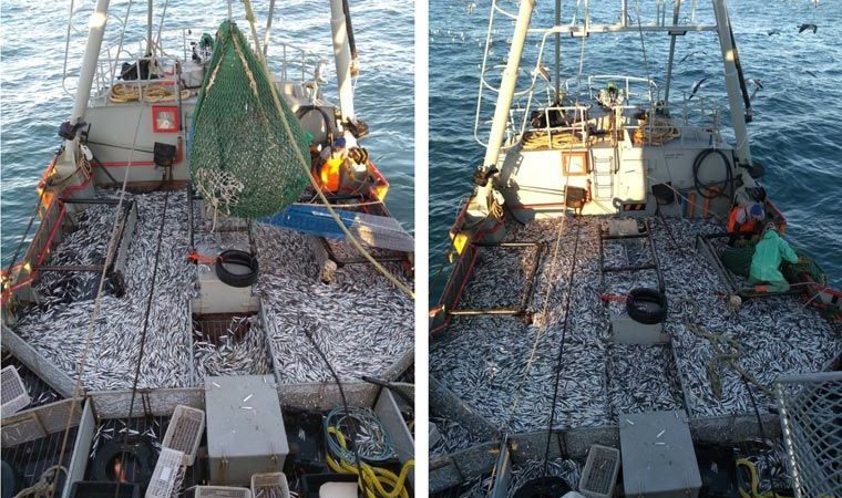 BUSCAN CONSOLIDAR LA PESQUERÍA DE ANCHOÍTA EN CHUBUT