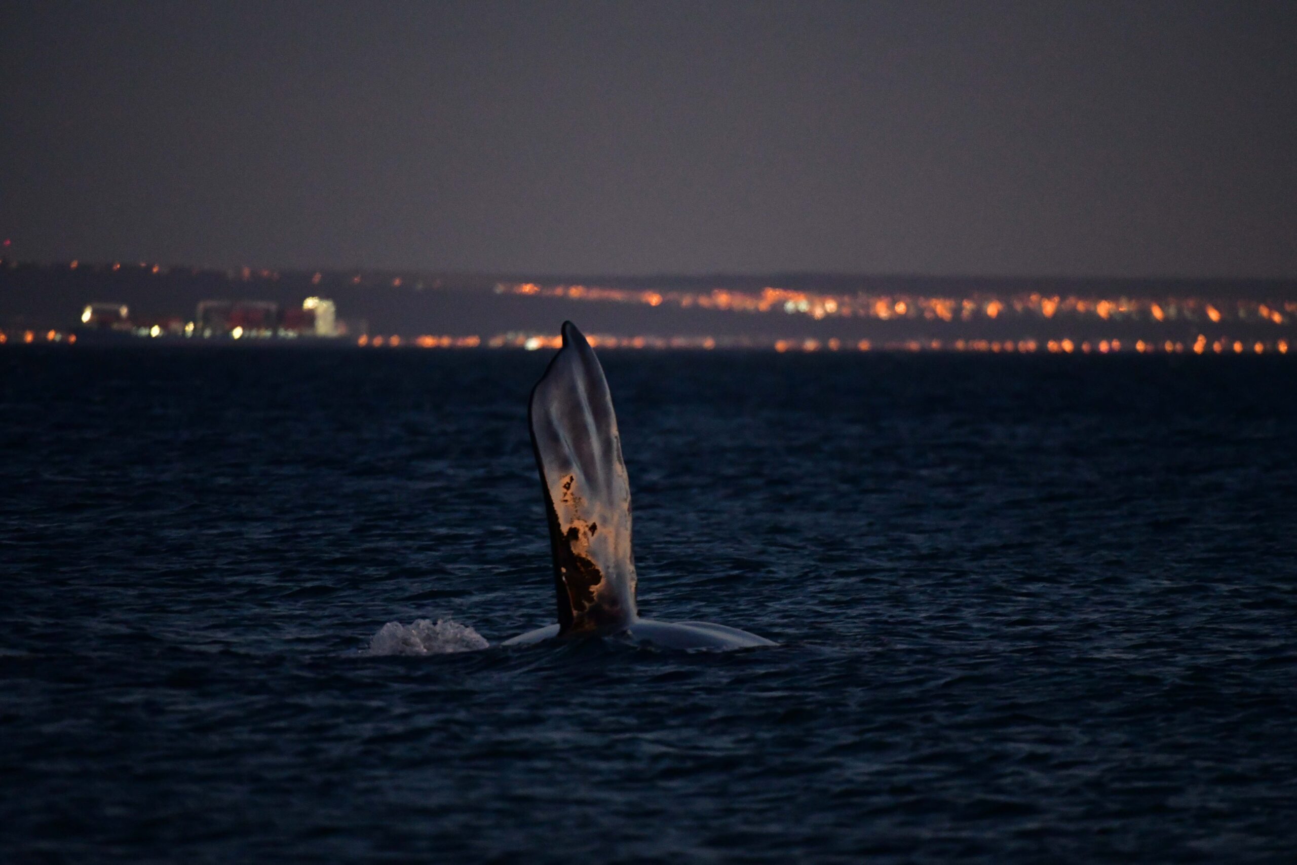 PUERTO MADRYN COMPITE EN LOS WORLD TRAVEL AWARDS