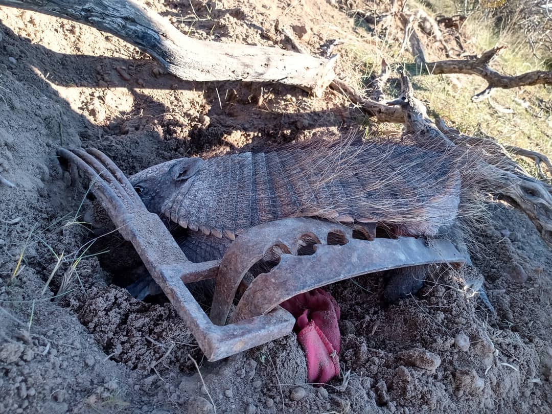OTRA IMAGEN DE PENÍNSULA VALDÉS