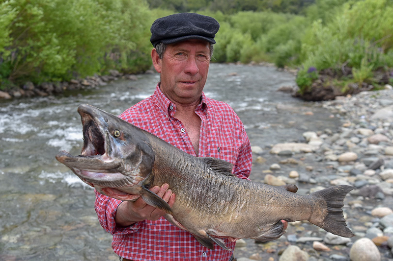 LA TEMPORADA DE PESCA DEL SALMÓN DEL PACÍFICO ARRANCARÁ EL 1 DE NOVIEMBRE
