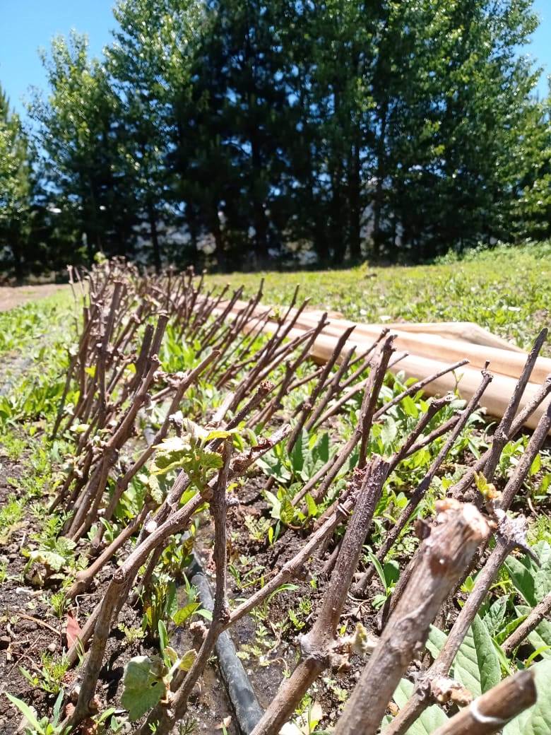 IMPLEMENTAN EL PRIMER VIÑEDO ESTATAL PARA PROMOVER LA PRODUCCIÓN VITIVINÍCOLA