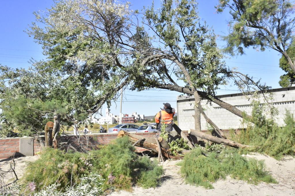 EL MUNICIPIO PODÓ TAMARISCOS EN LA COSTA DE MADRYN