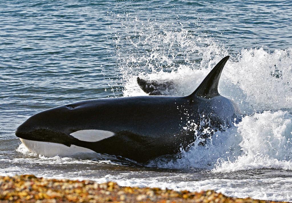 CHARLA SOBRE RECOMENDACIONES ANTE POSIBLES ENCUENTROS CON ORCAS