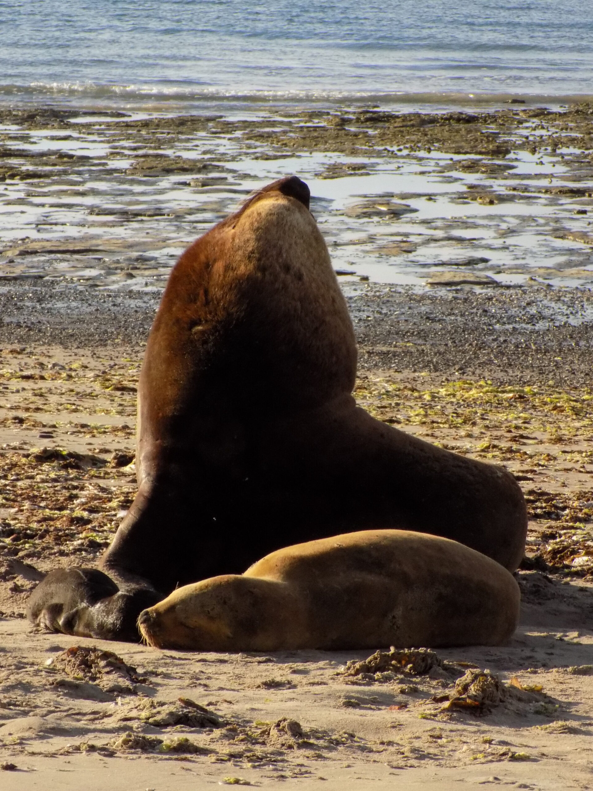 PAUTAS DE COMPORTAMIENTO RESPONSABLE ANTE LA PRESENCIA DE ANIMALES SILVESTRES EN LA COSTA