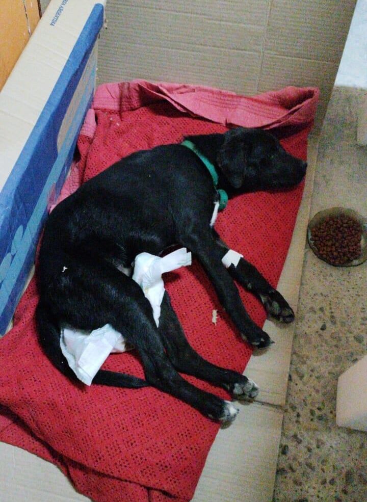 MURIÓ EL PERRO ATROPELLADO POR UN TAXISTA