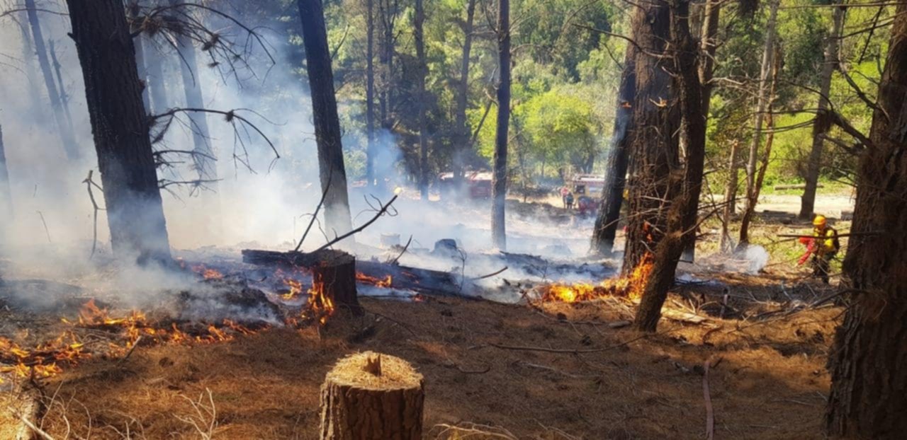 PRESENTAN UNA LEY PARA TIPIFICAR EL DELITO DE AMBIENTE