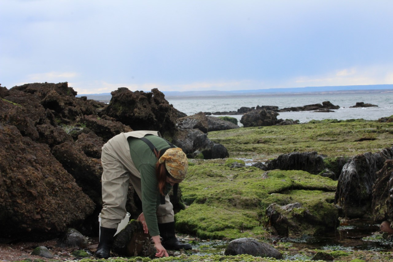 DESCUBREN UN NUEVO PARÁSITO QUE INFECTA A CANGREJOS EN PATAGONIA