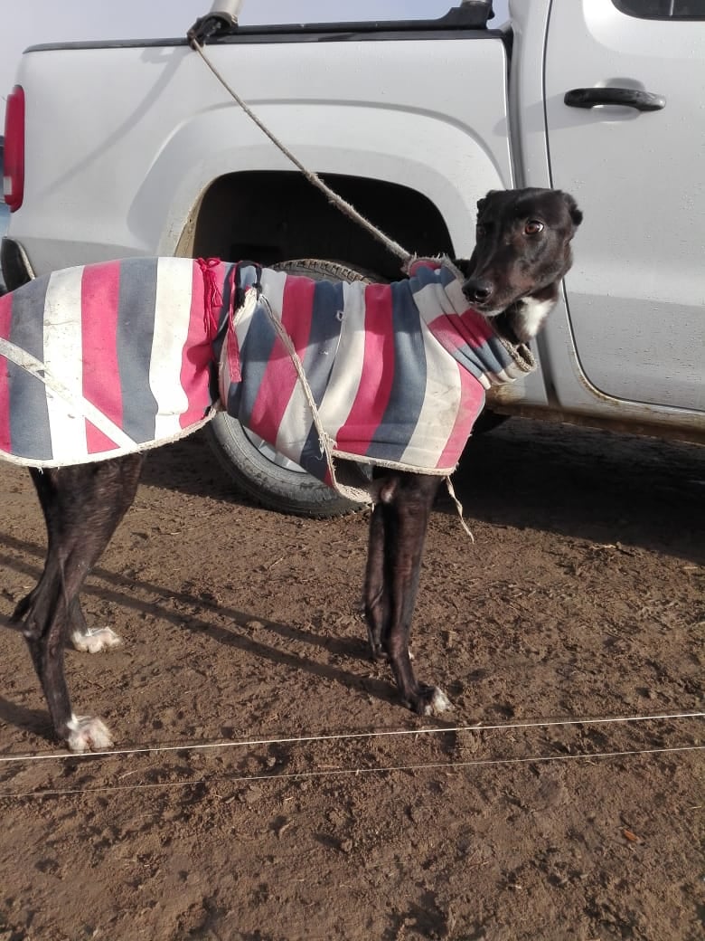 IMPUTARÁN A UN HOMBRE POR REALIZAR CARRERAS DE GALGOS