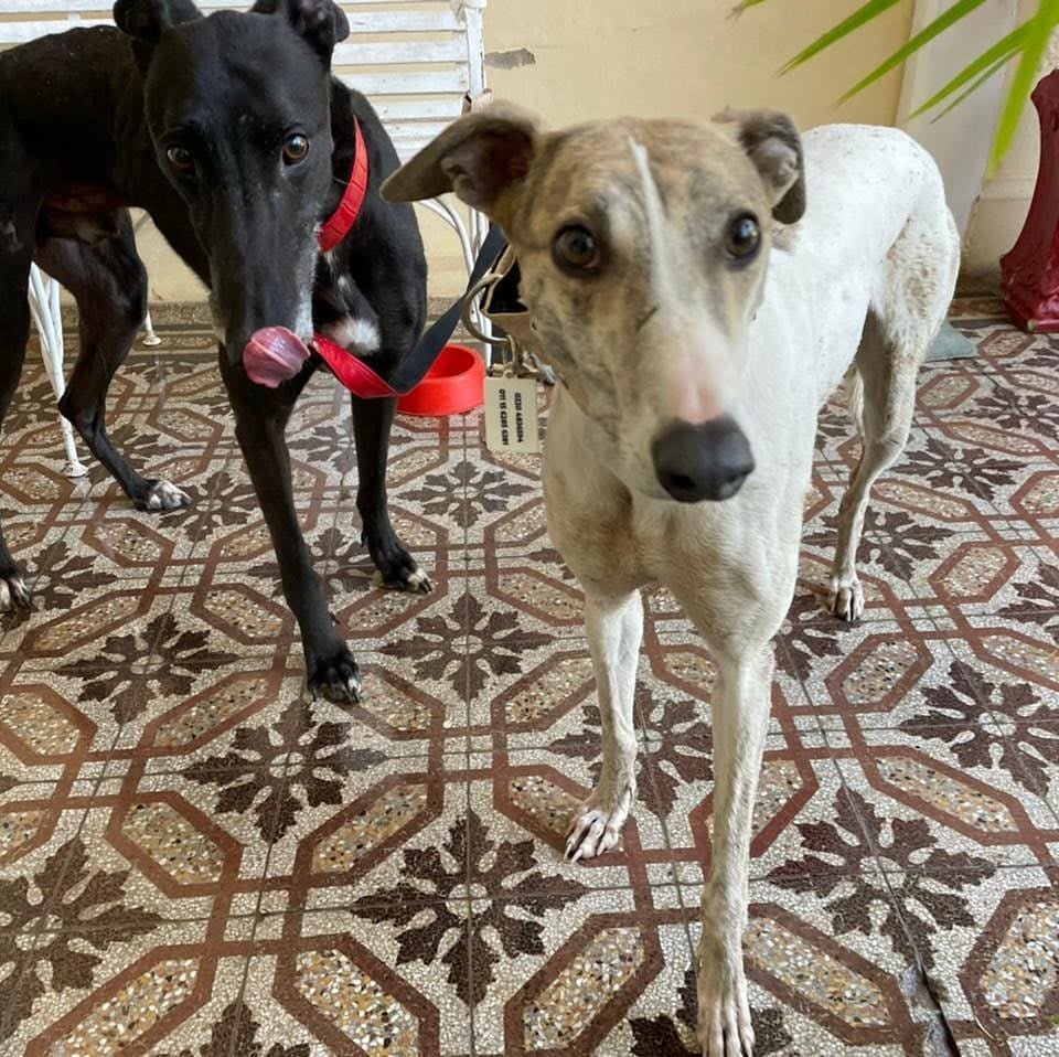 LA NUEVA VIDA DE LOS GALGOS RESCATADOS