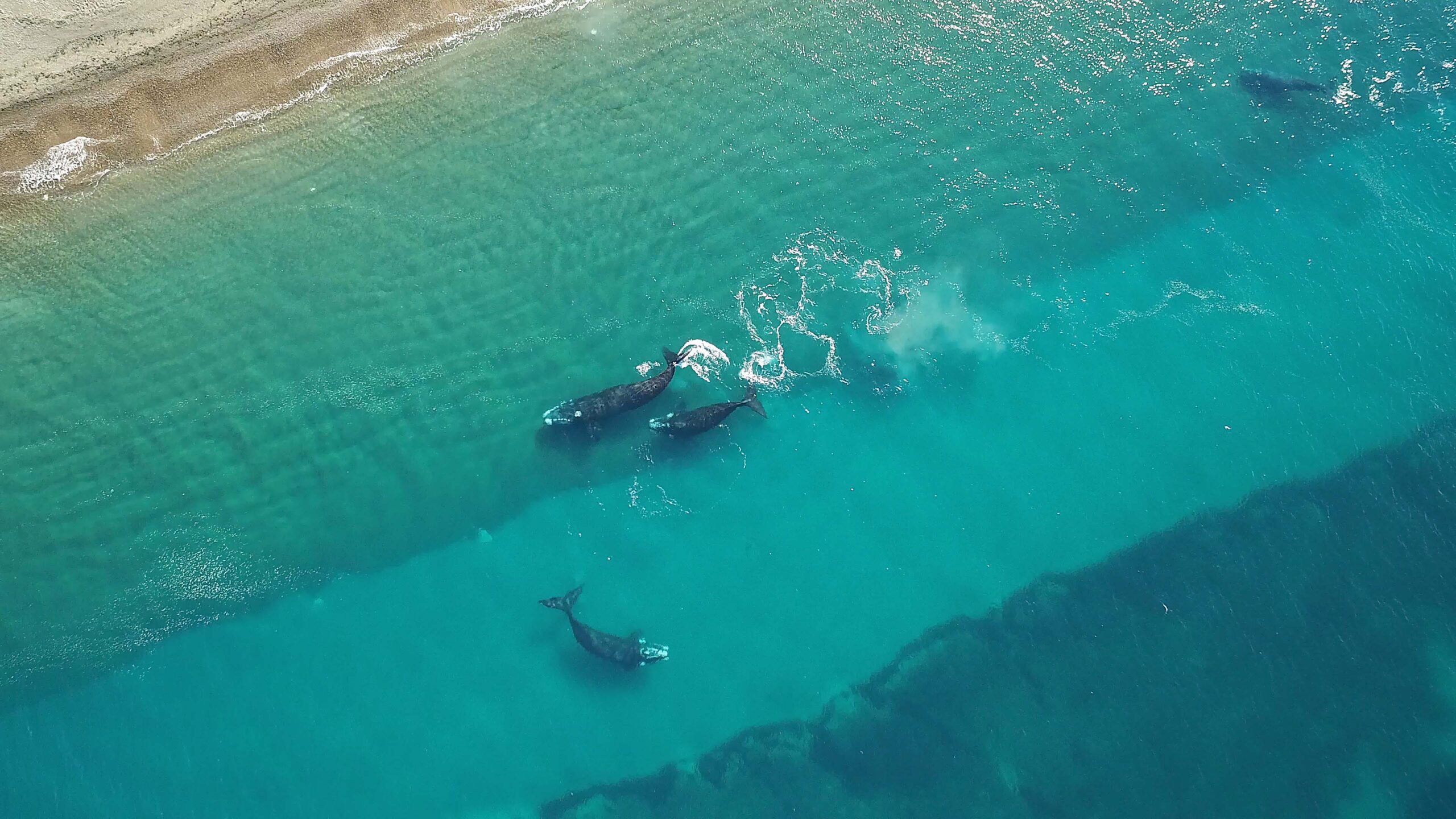 Chubut muestra sus atractivos turísticos en la flota de Aerolíneas Argentinas