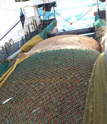 LA BUENA GESTIÓN DE PESCA DEJA UNA EXITOSA ZAFRA DE LANGOSTINO