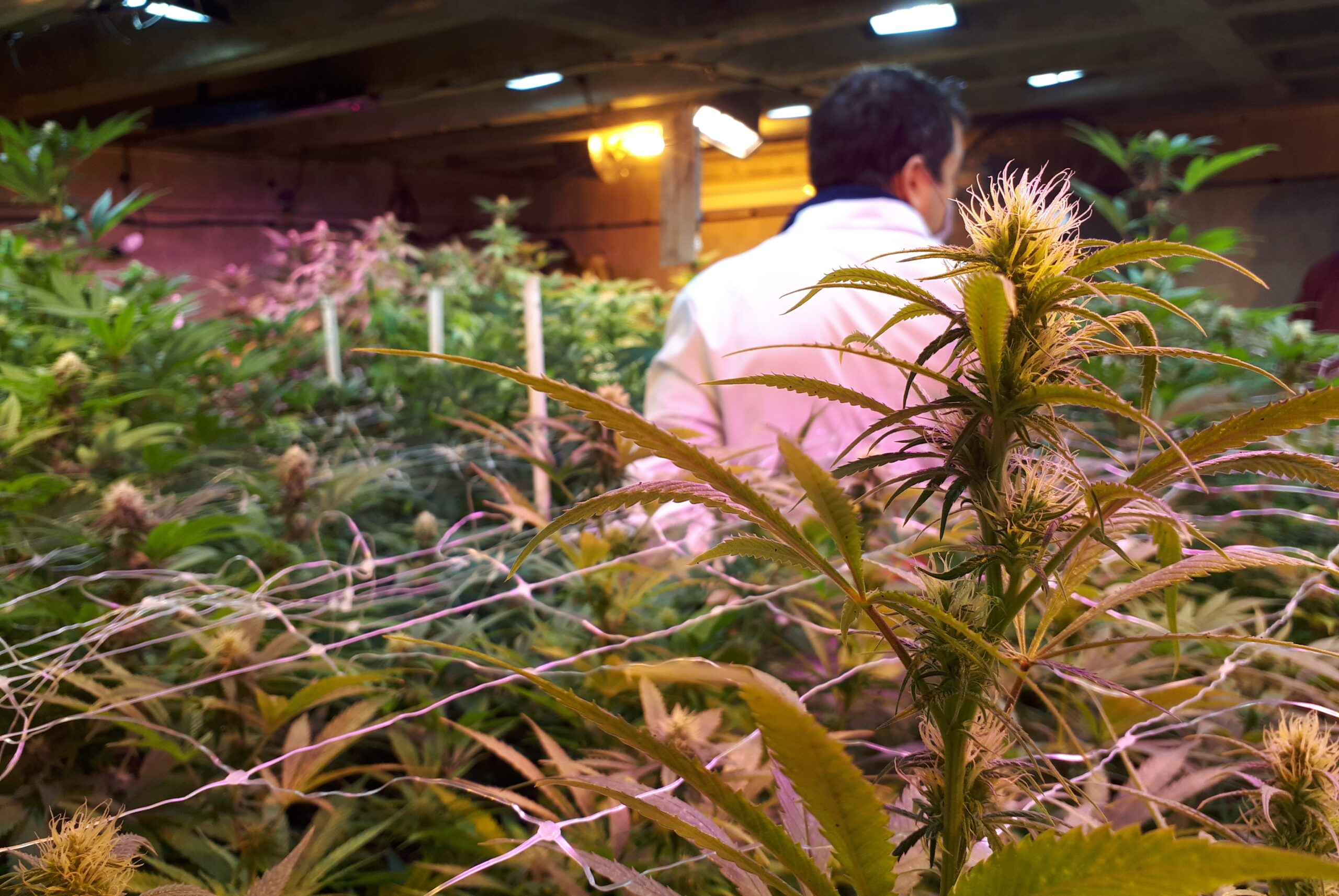 CONVERSATORIO SOBRE CANNABIS MEDICINAL