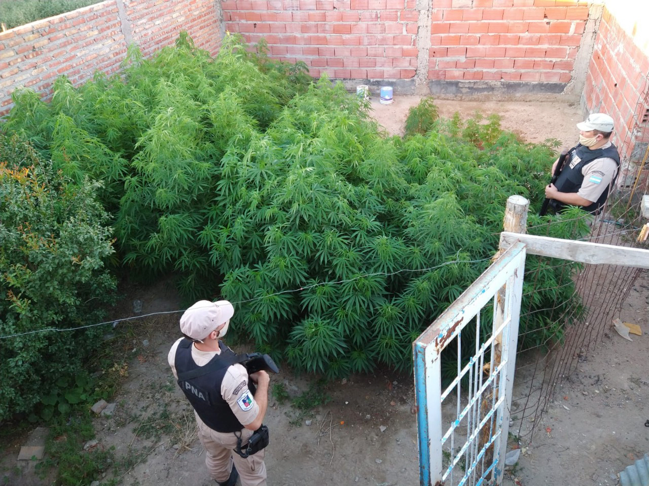 PREFECTURA SECUESTRÓ MÁS DE DOS KILOS Y PLANTAS DE MARIHUANA