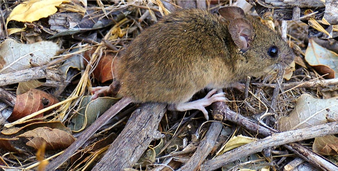Salud confirma un caso de Hantavirus en Chubut