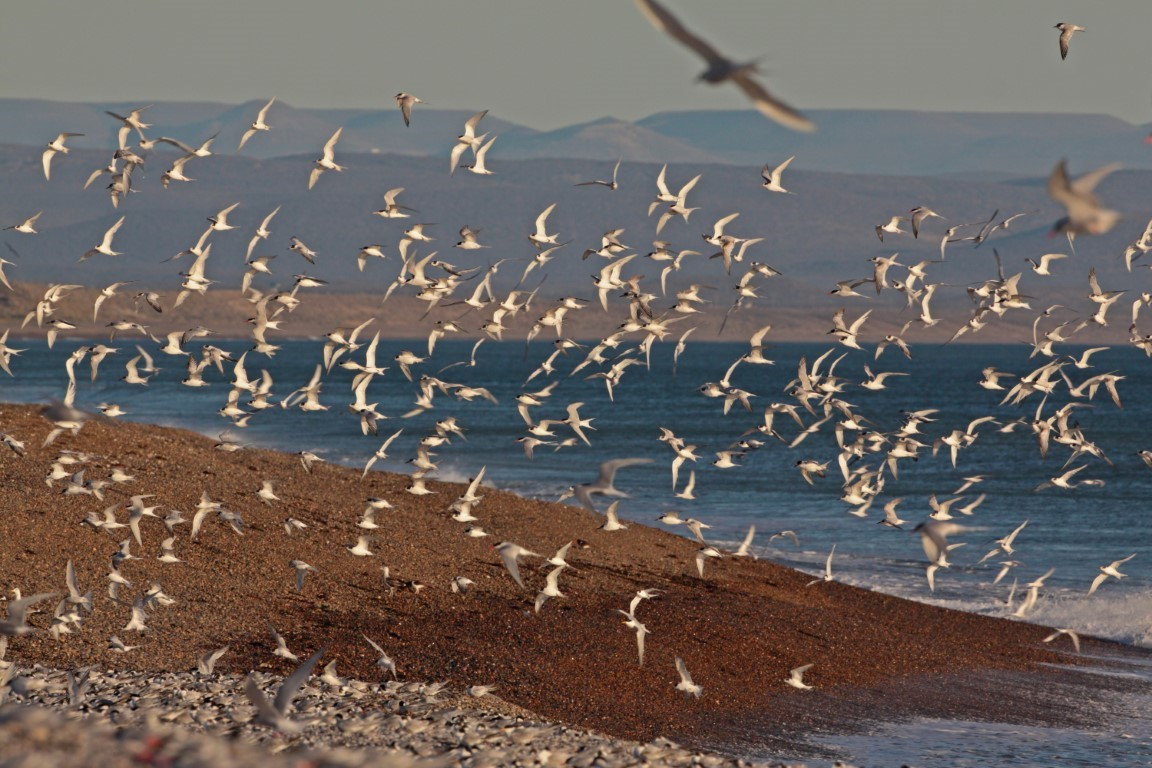 SE REALIZARÁ EN MADRYN LA 19º EDICIÓN DE LA REUNIÓN ARGENTINA DE ORNITOLOGÍA