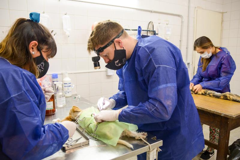 CAMPAÑA DE CASTRACIÓN EN EL BARRIO PUJOL