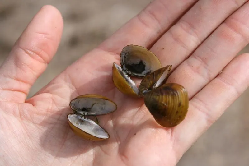 DETECTARON LA PRESENCIA DE UNA ALMEJA ASIÁTICA INVASORA EN EL RÍO CHUBUT