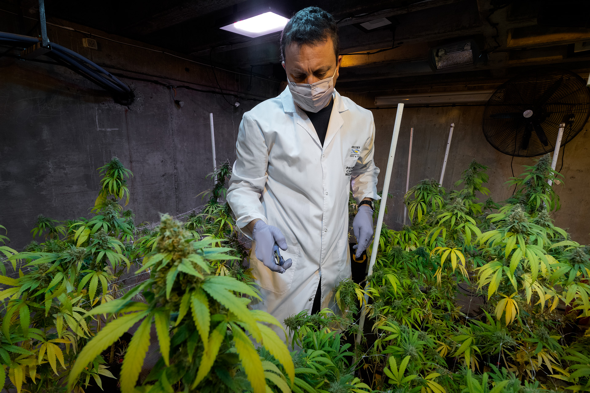 EL CENPAT ESTRENÓ LA WEB DE SU PROGRAMA INTERDISCIPLINARIO DE CANNABIS
