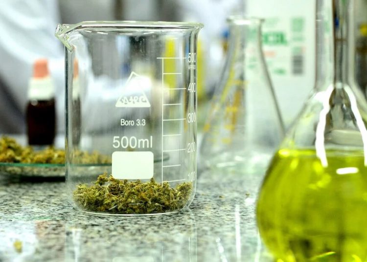 REALIZARÁN 200 ENSAYOS CLÍNICOS CON EL ACEITE DE CANNABIS QUE SE PRODUCE EN MADRYN