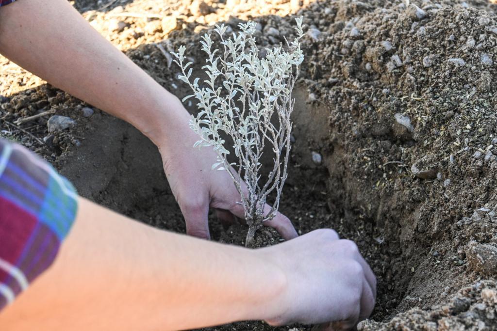 EL CLUB MUNICIPAL DE CIENCIA Y TECNOLOGÍA CELEBRARÁ EL DÍA DEL ÁRBOL