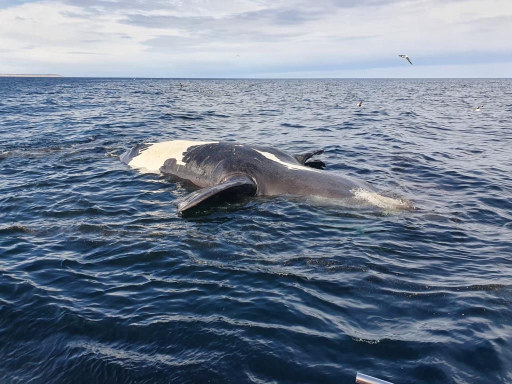 PROVINCIA INVESTIGA Y MONITOREA LA CAUSA DE MUERTE DE BALLENAS FRANCA EN EL GOLFO NUEVO.