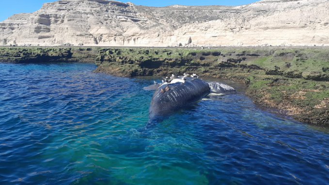 YA SON 15 LAS BALLENAS MUERTAS EN EL GOLFO