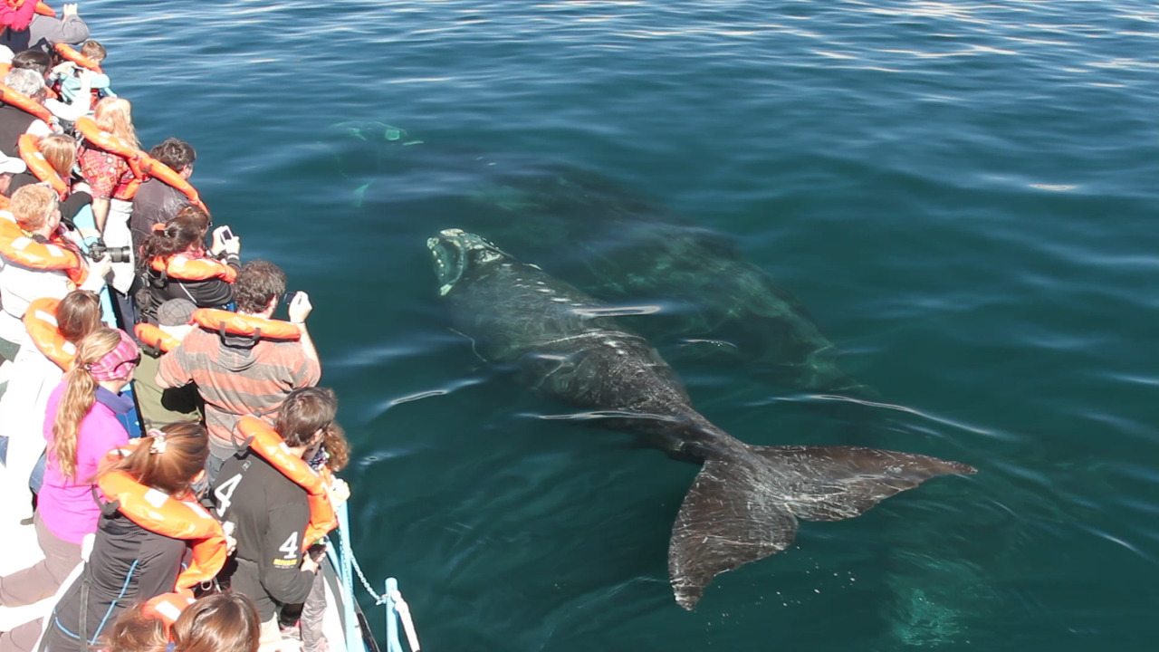 CHUBUT CON OCUPACIÓN PLENA Y MÚLTIPLES ACTIVIDADES DURANTE EL FIN DE SEMANA EXTRA LARGO