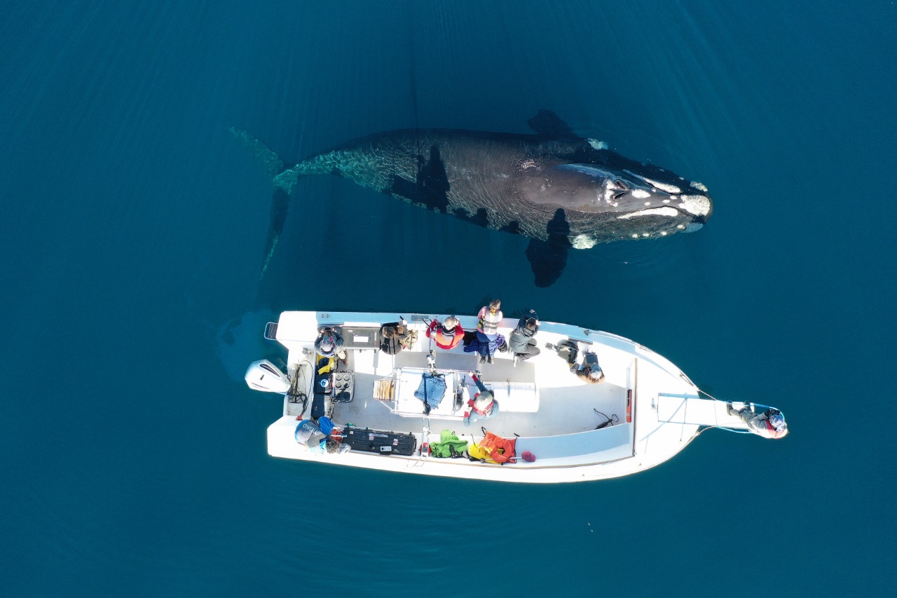 EL ESTUDIO DE LAS RUTAS MIGRATORIAS DE LAS BALLENAS LLEGA A SU SÉPTIMO AÑO