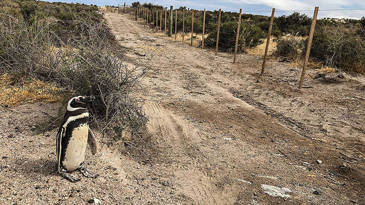 PRESENTARON UNA QUERELLA PENAL POR LA MATANZA DE PINGÜINOS EN LA RESERVA DE PUNTA TOMBO