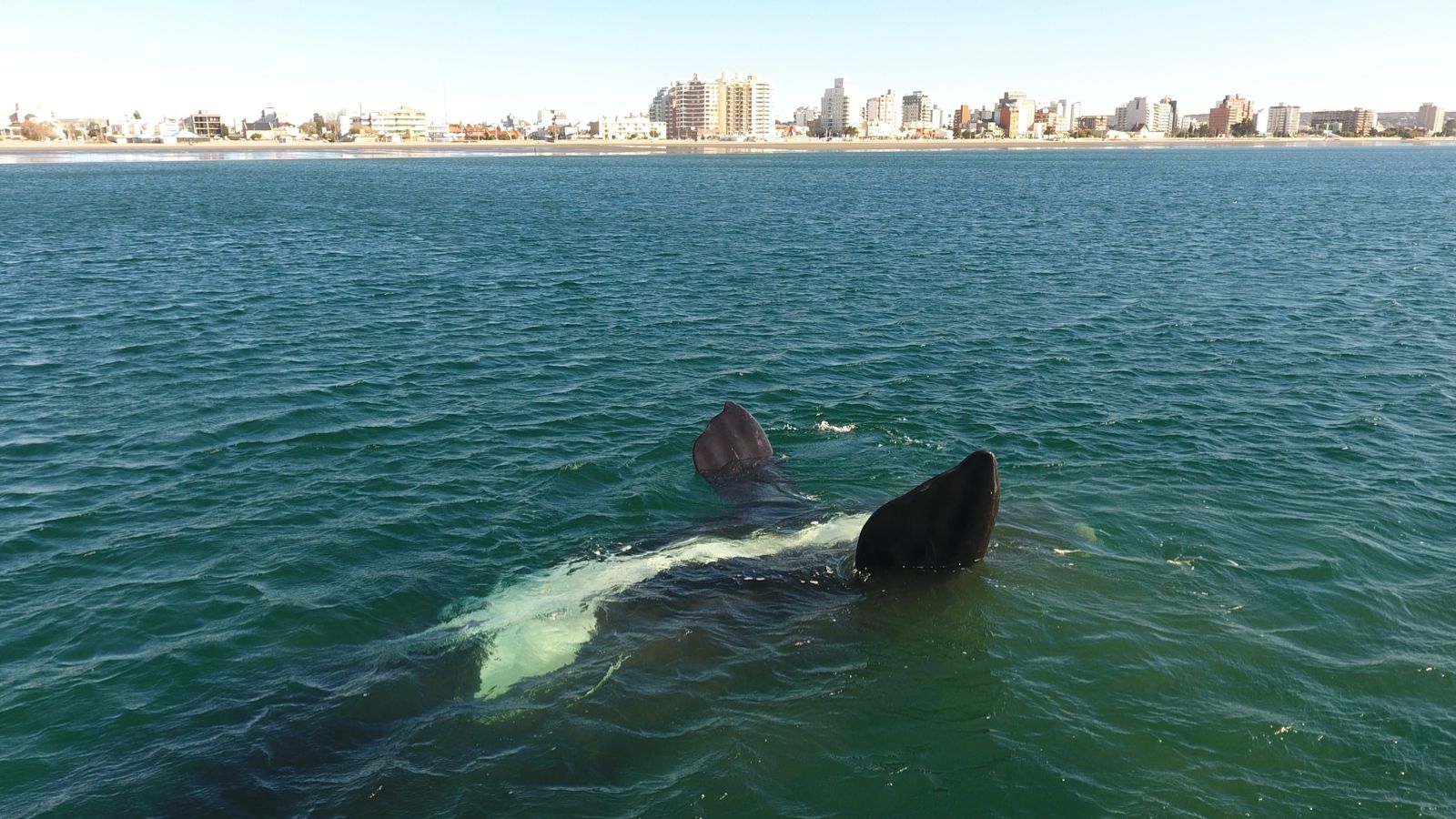 LA TEMPORADA DE BALLENAS EN PUERTO MADRYN FUE LA MEJOR DE LOS ÚLTIMOS 15 AÑOS, CON EL ARRIBO DE 147.000 TURISTAS, UN 39% MÁS QUE EN 2021