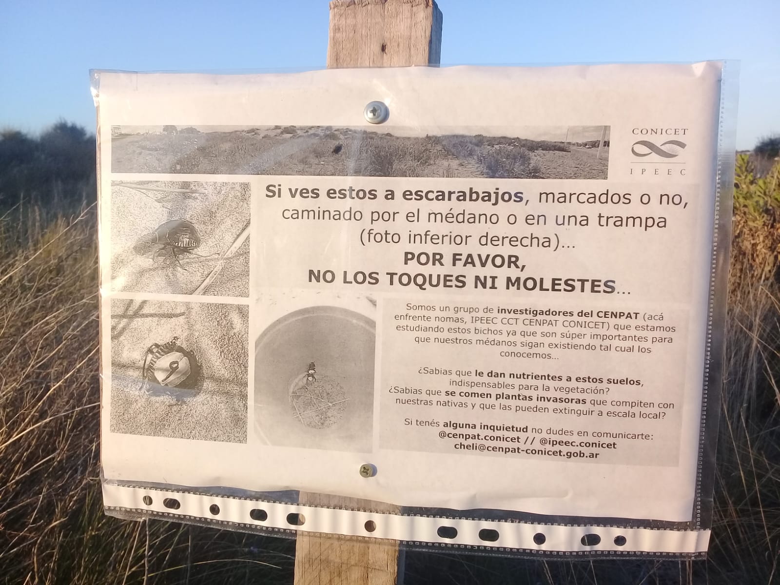 LOS ESCARABAJOS Y SU IMPORTANTE ROL EN LA CONSERVACIÓN DE LOS MÉDANOS