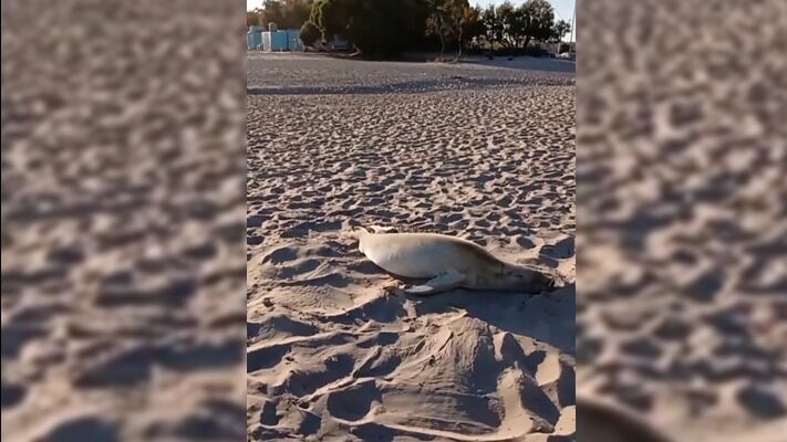 APARECIÓ UNA FOCA CANGREJERA EN LA COSTA MADRYNENSE