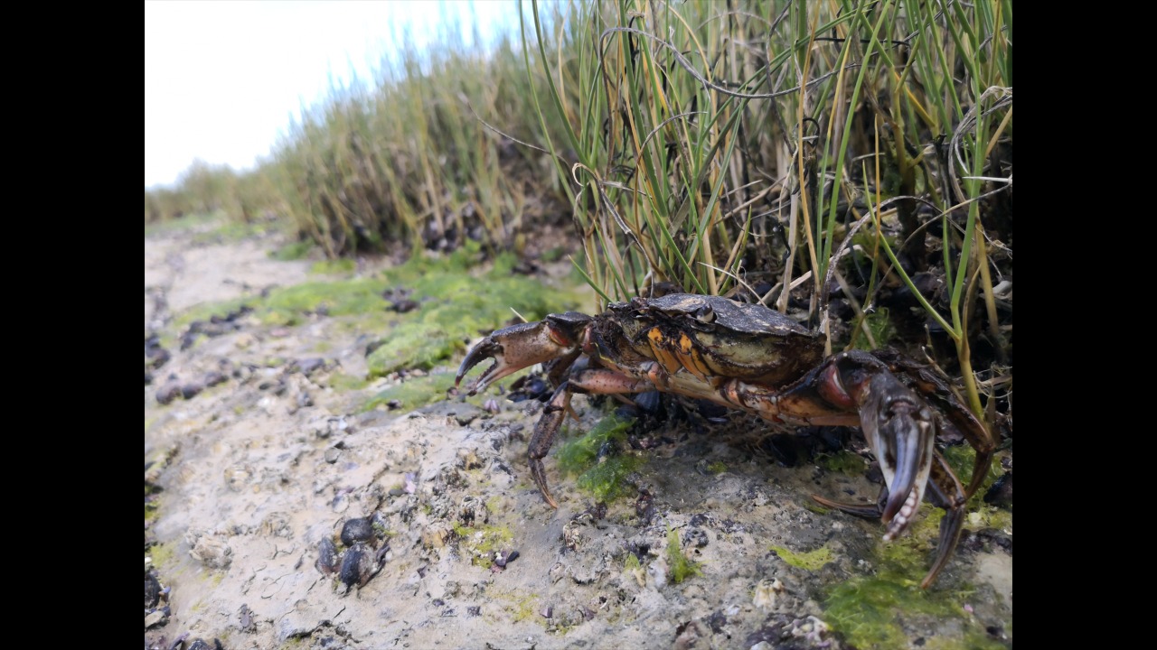 ESPECIES INVASORAS EN EL GOLFO NUEVO: UN PROBLEMA EN EL QUE TODOS Y TODAS PUEDEN AYUDAR