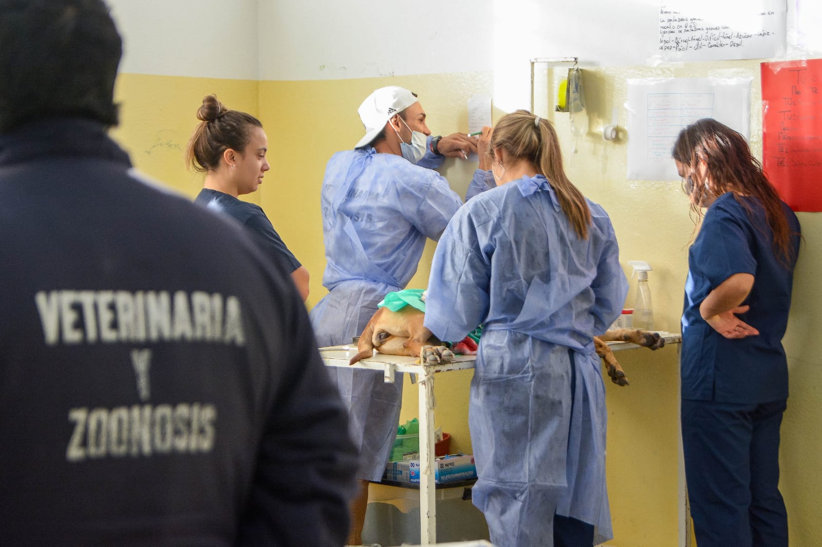 CONTINÚAN LAS CAMPAÑAS GRATUITAS PARA PERROS Y GATOS